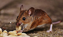 24 Hour & Emergency Exterminators in Swansboro Country, CA